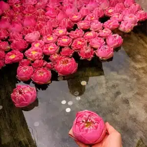 ของไหว้พระแม่ลักษมี