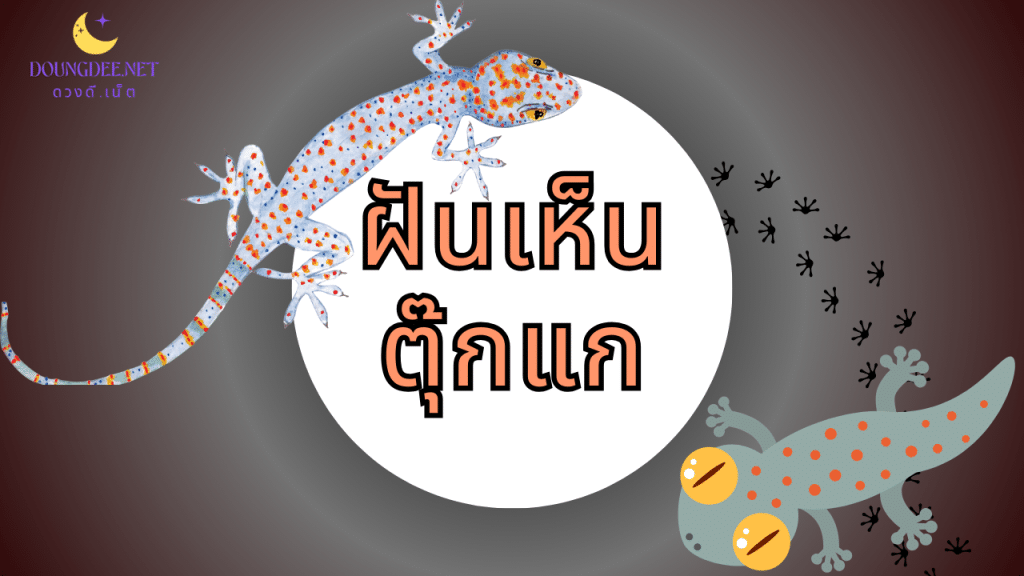 ฝันเห็นตุ๊กแก