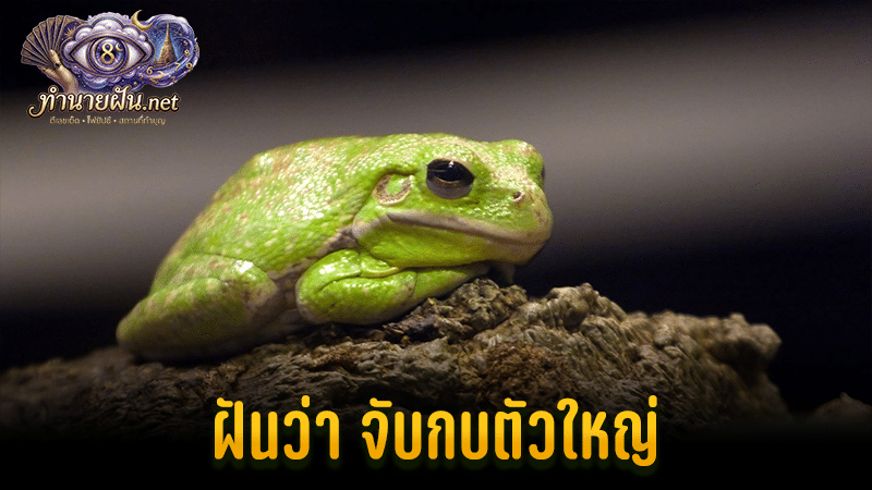 ฝันว่าจับกบตัวใหญ่ หน้าปก