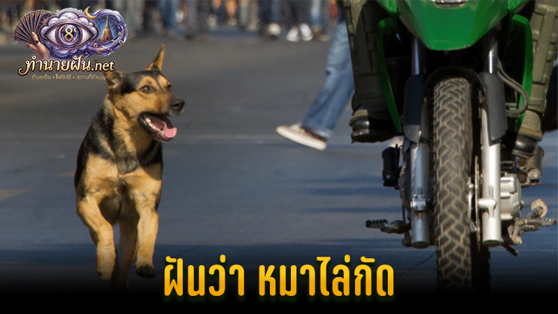 ทำนายฝัน ฝันว่าหมาไล่กัด