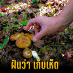 ทำนายฝัน ฝันว่าเก็บเห็ด