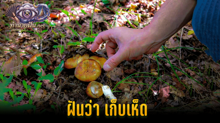 ทำนายฝัน ฝันว่าเก็บเห็ด